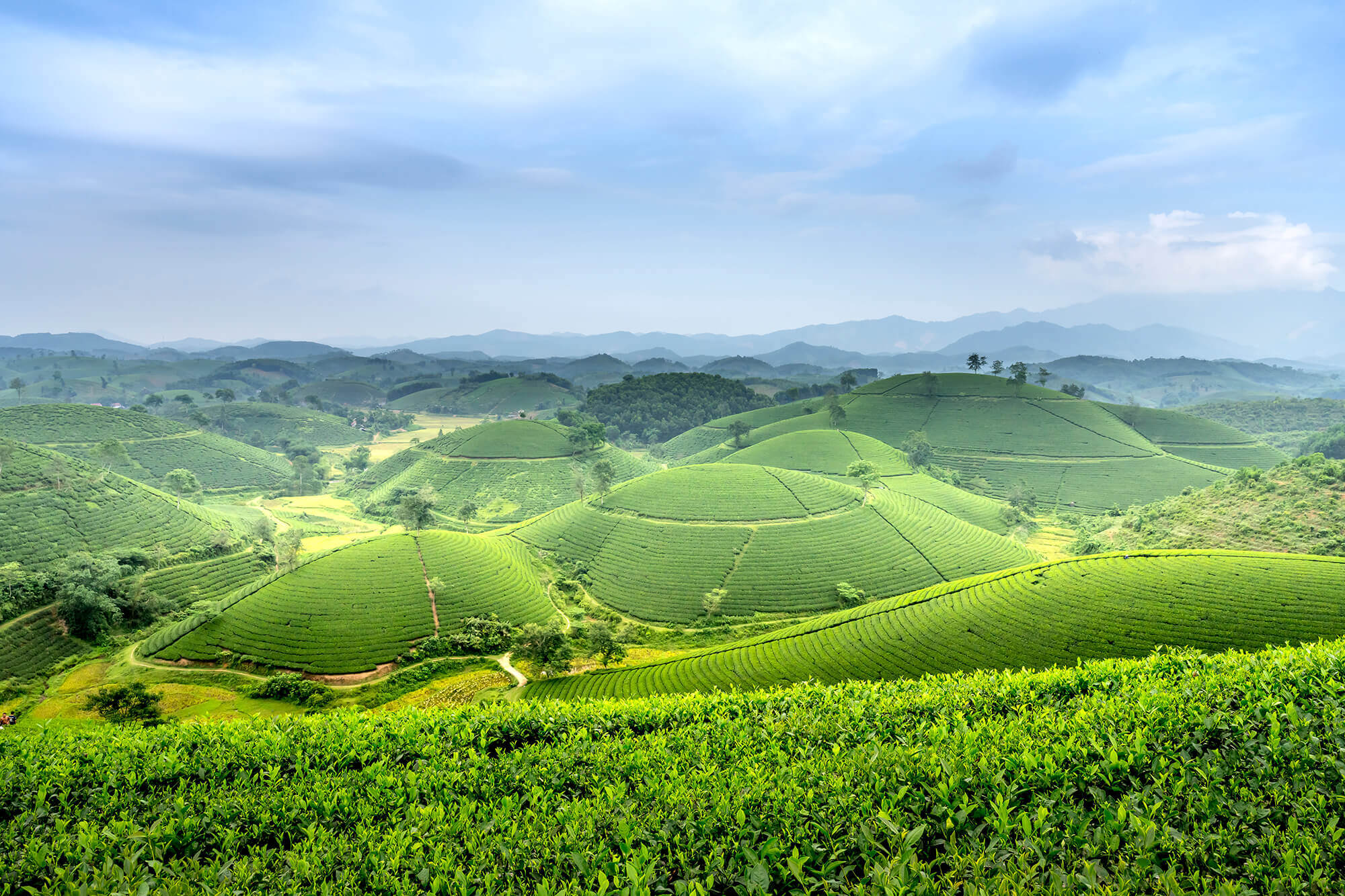 Vùng trà Cao Bằng